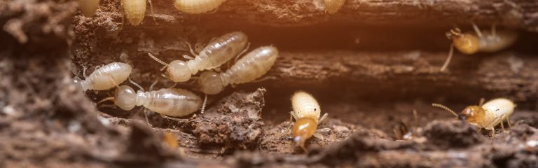 Rid Of Termites